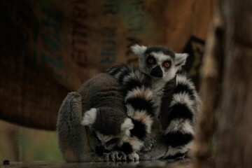 Two lemurs sitting next to each other in a zoo