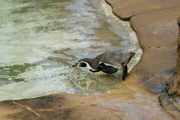 African penguin drinking water from a pool near rocks