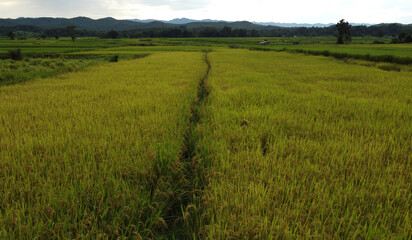 Obraz premium Corn Garden and Paddy field and Hut in Pong Distric Phayao Province,Northern of Thailand, Relaxing Vacation on Winter Season November 2023