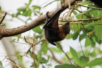 Bat hanging from the branches of a tree in a zoo