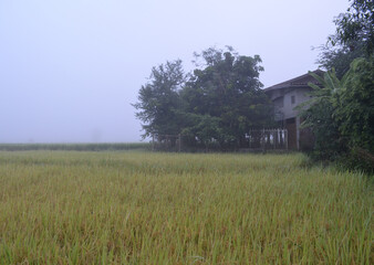 Fototapeta premium Corn Garden and Paddy field and Hut in Pong Distric Phayao Province,Northern of Thailand, Relaxing Vacation on Winter Season November 2023