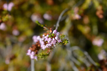 Autumn heather small flowers