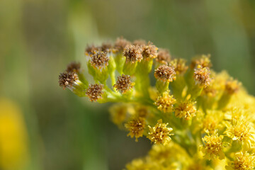 Golden aster