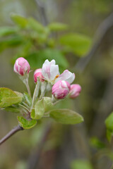 Starking Delicious apple branch with flower buds