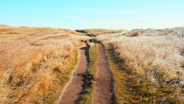 Vast prairie with long grass blowing in the wind. Autumn yellow grass and bright sun. Paradise, peace and uncontaminated nature. Long pedestrian path inside a natural park.