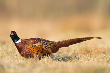Bird - Common pheasant Phasianus colchius Ring-necked pheasant in natural habitat wildlife Poland Europe