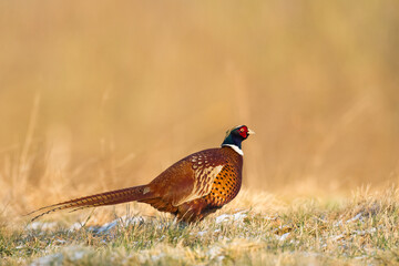 Bird - Common pheasant Phasianus colchius Ring-necked pheasant in natural habitat wildlife Poland Europe