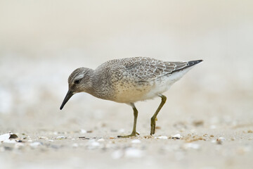 Shorebird - juvenile Calidris canutus, Red Knot on the Baltic Sea shore, migratory bird Poland Europe