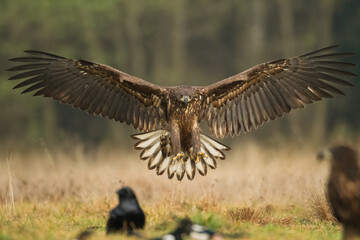 Birds of prey - Majestic predator White-tailed eagle, Haliaeetus albicilla in Poland wild nature