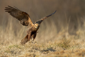 Flying Birds of prey Marsh harrier Circus aeruginosus, hunting time Poland Europe