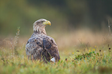 Birds of prey - Majestic predator White-tailed eagle, Haliaeetus albicilla in Poland wild nature