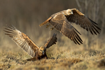 Flying Birds of prey Marsh harrier Circus aeruginosus, hunting time Poland Europe