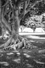 Row of Bodhi Trees with a Park Background in Black and White.