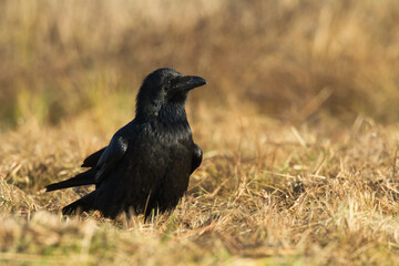 Bird beautiful raven Corvus corax North Poland Europe