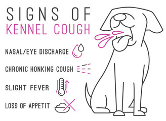 Possible signs of kennel cough. Canine infectious tracheobronchitis. - obrazy, fototapety, plakaty