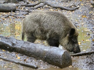 Spandauer Forst Wildschweine im Wildgehege