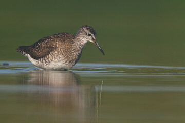 Shorebirds - Wood Sandpiper Tringa glareola, wildlife Poland Europe