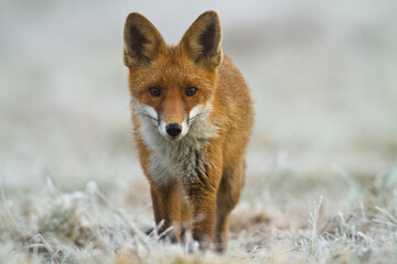 Fototapeta premium Fox Vulpes vulpes in natural scenery, Poland Europe, animal walking among meadow