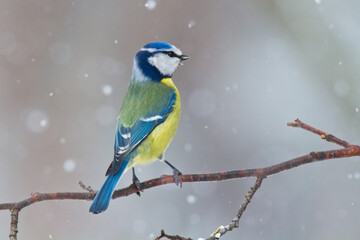 Bird - Blue Tit Cyanistes caeruleus perched on tree