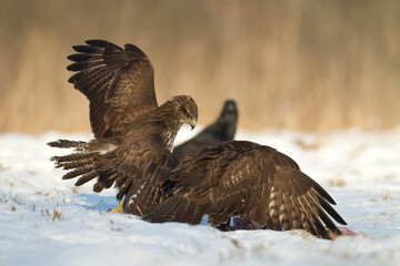 landing Common buzzard Buteo buteo in the fields in winter snow, buzzards in natural habitat, hawk bird on the ground, predatory bird close up winter bird