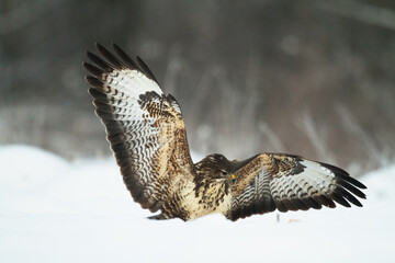 landing Common buzzard Buteo buteo in the fields in winter snow, buzzards in natural habitat, hawk...