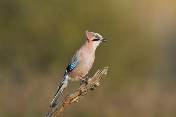 Bird Eurasian Jay Garrulus glandarius sitting on the branch Poland, Europe