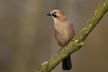 Bird Eurasian Jay Garrulus glandarius sitting on the branch Poland, Europe