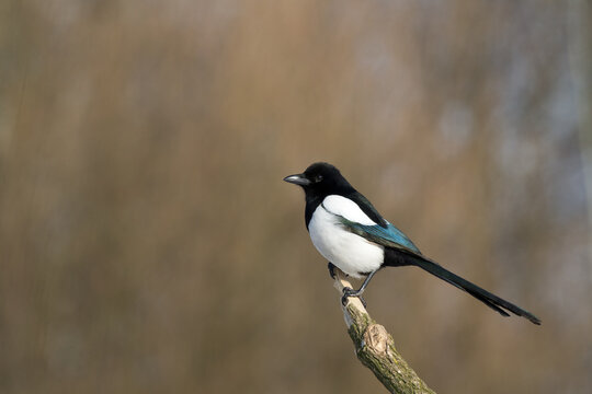 The Eurasian Magpie or Common Magpie or Pica pica on the branch with colorful background