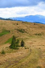 Kostrycha Mount Trail. Carpathians. Ukraine. Colorful autumn in the Carpathian mountains.