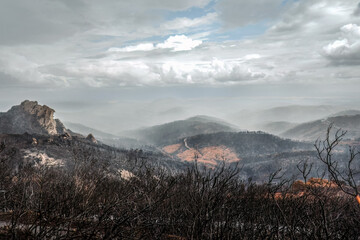 Dadia forest Restoration and Regrowth After Wildfire Evros Greece, mount Parnitha, Rodopi, Euboea Island, Evia, British Columbia, Canada, Amazon