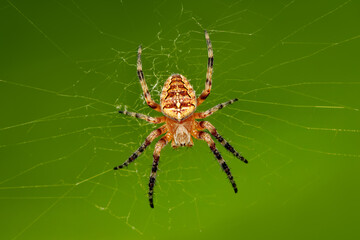 Cross Orbweaver spider waiting for its next prey to be caught on its web with blurred background...