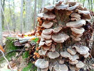 An old stump on which parasitic mushrooms grow. A group of tree fungi tinder mushrooms. Poisonous mushrooms in the forest on rotten trees.