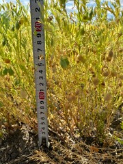 Lentils in the field, measuring the height of lentils.