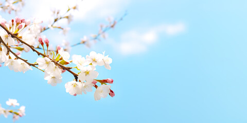 Blooming of cherry flowers in springtime against clear blue sky with white clouds. Cherry Sakura Blossom Festival. Beautiful natural floral seasonal background. Banner size, copy space