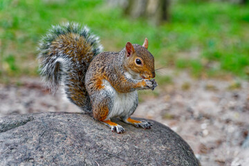 Naklejka na ściany i meble squirrel in the park eating