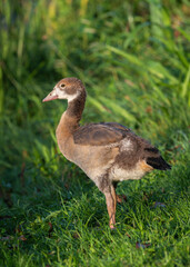 Full-length portrait of a small Nile gosling (Alopochen aegyptiaca) taken from the side