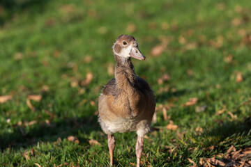 Frontal portrait of a young Egyptian goose (Alopochen aegyptiaca) on a green natural background