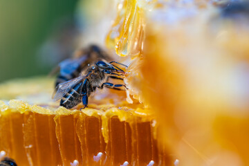 Working bees on honeycomb, closeup. Colony of bees in apiary. Beekeeping in countryside. Macro shot...