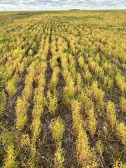 Lentils in the field, measuring the height of lentils.