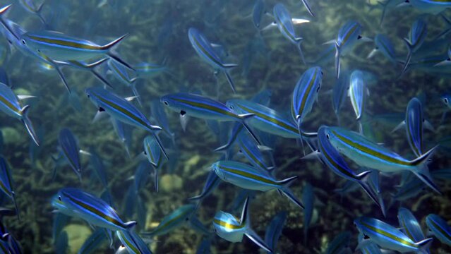 Underwater view of a vibrant school of blue striped fish swimming in the Andaman Sea. Concept of marine wildlife and underwater exploration.