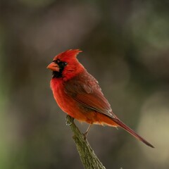 Northern cardinal bird perched atop a sturdy branch of a tree.