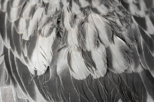 Fototapeta gray feather pigeon macro photo. texture or background