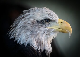 Closeup of a majestic eagle against a dark background.