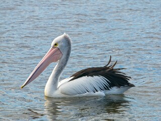 Fototapeta na wymiar Pelican on the tranquil water