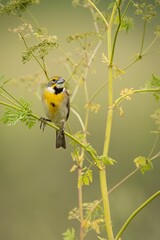 Closeup shot of a dickcissel perched on a green plant stem. Spiza americana.