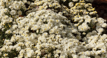 Beautiful chrysanthemum bushes yellow, red, white, pink, red colors