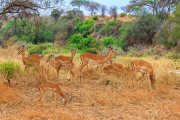 Naklejka na ściany i meble Herd of impalas (Aepyceros melampus) in Tarangire National Park, Tanzania