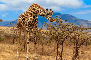 Giraffe in savanna in Serengeti national park in Tanzania. Wild nature of Tanzania, East Africa