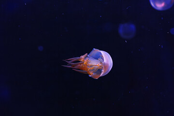Naklejka na ściany i meble underwater photography of beautiful flame jellyfish rhopilema esculentum