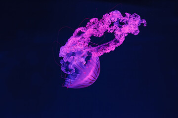 underwater shooting of beautiful Chrysaora hysoscella © Minakryn Ruslan 